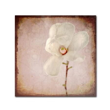 Trademark Fine Art LightBoxJournal 'Paper Magnolia' Canvas Art, 18x18 ALI10411-C1818GG